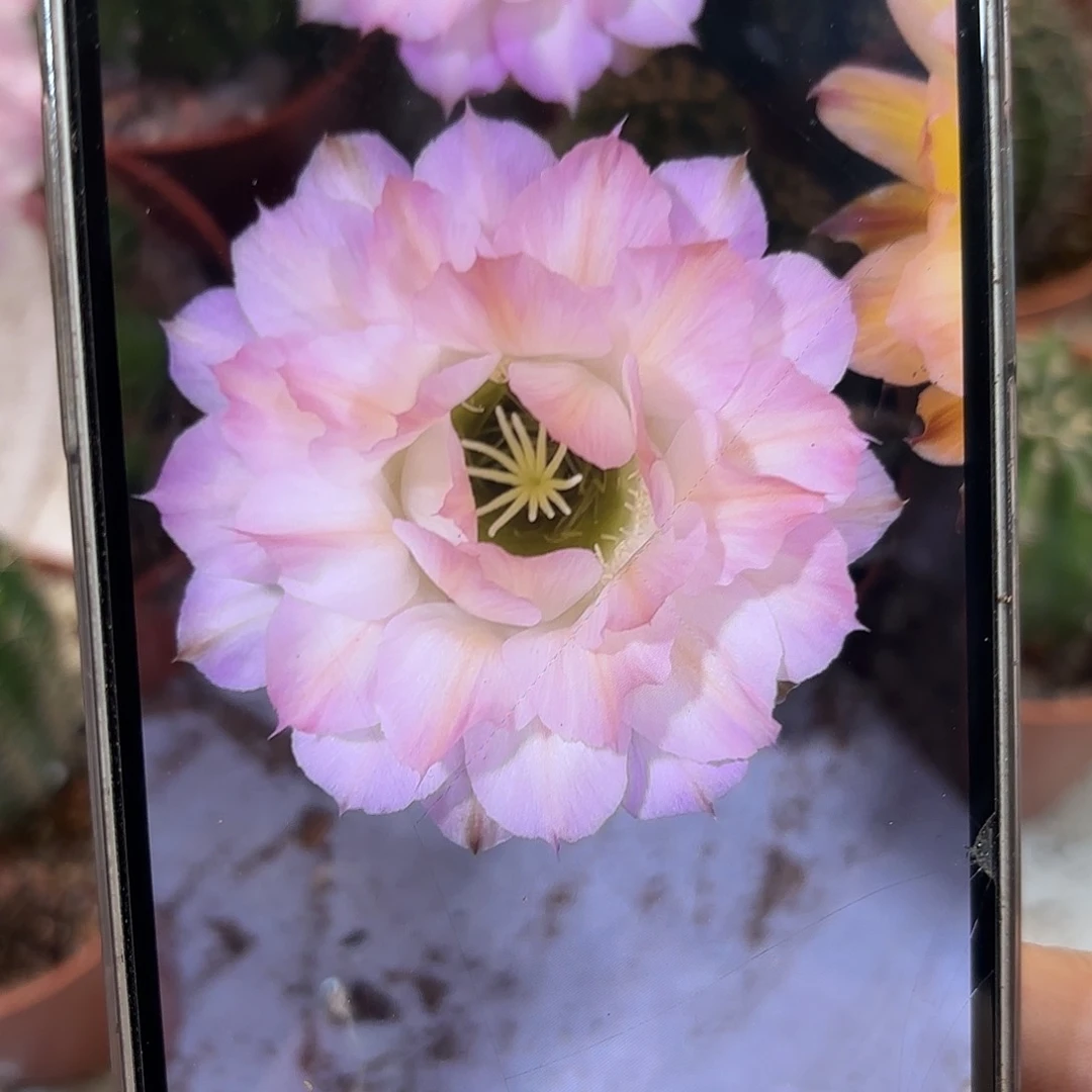 彩草小精灵5.5-6公分左右木质化