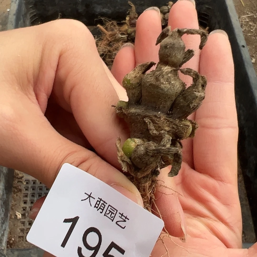 一物一拍。         195