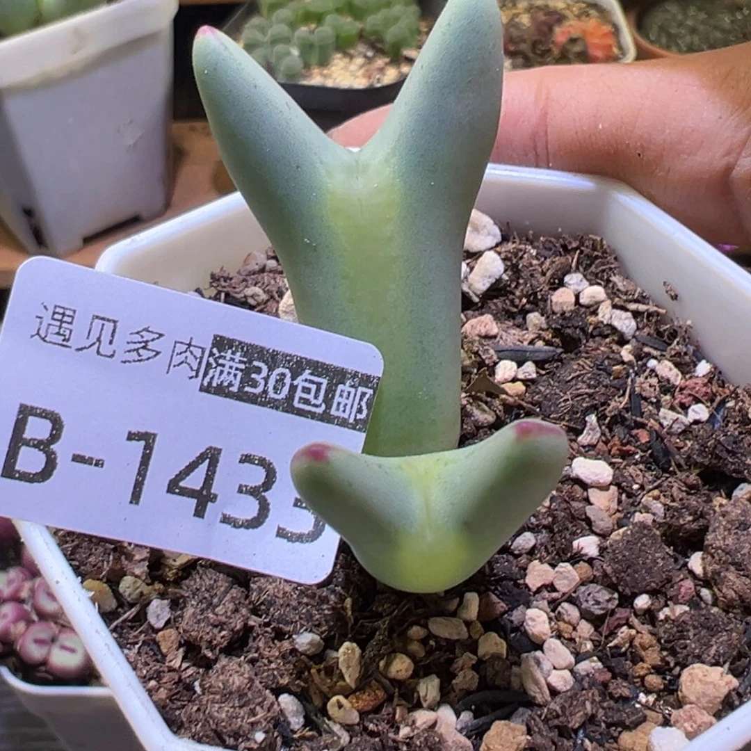 多肉植物111111111111