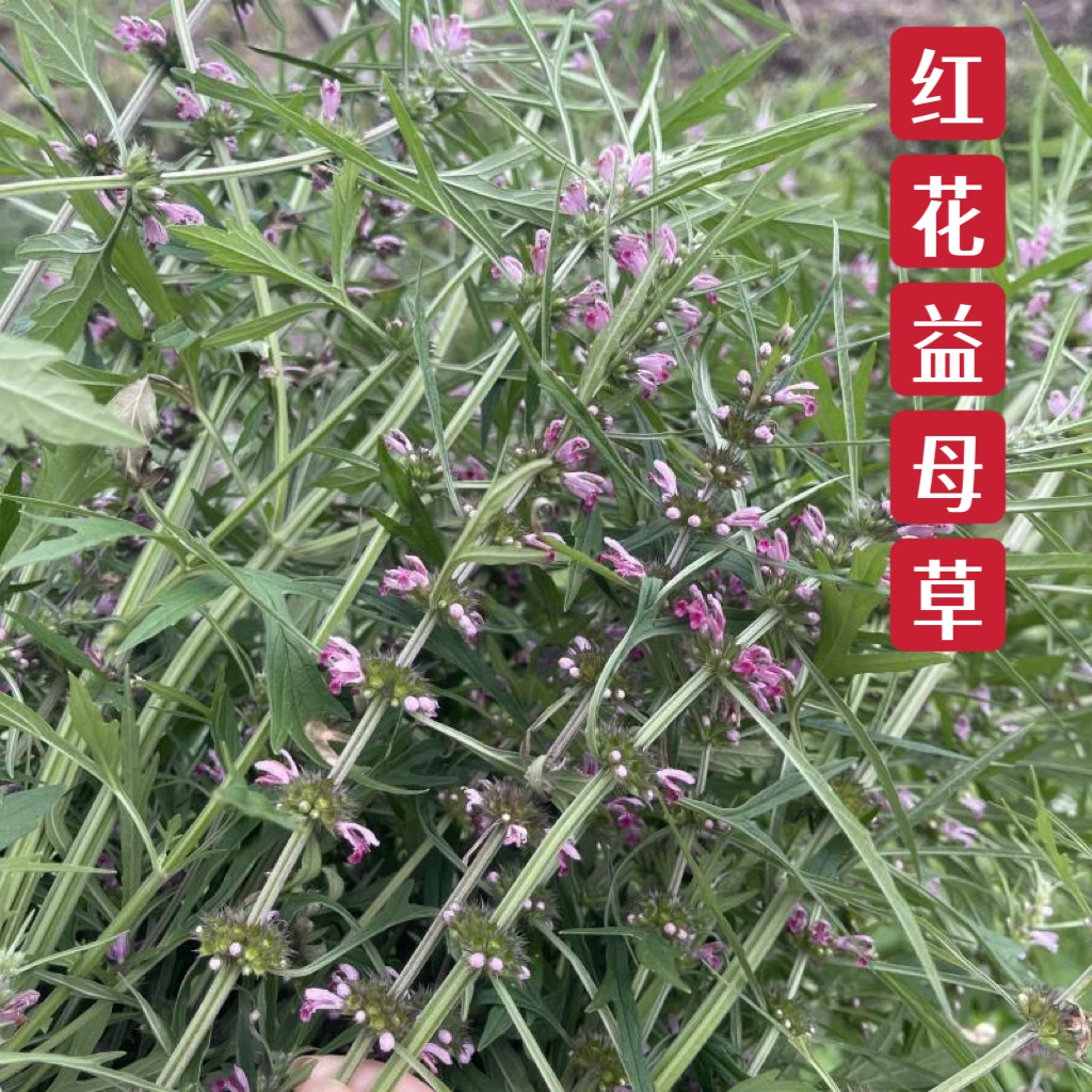 江西红花益母草干药材中药泡水煮野生益母草花茶调理新鲜干货晒干