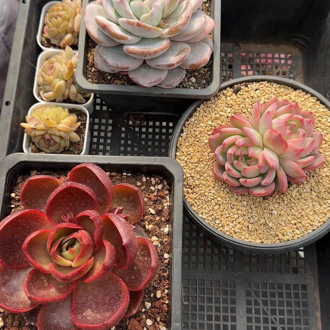 从前慢花园精选0130-惊喜套餐