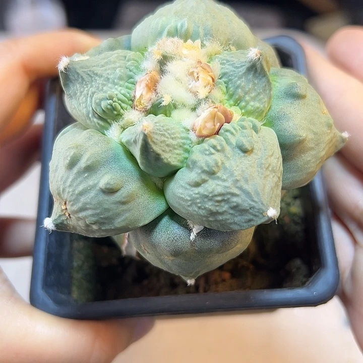 14号苗接丸尤怒涛7.5公分