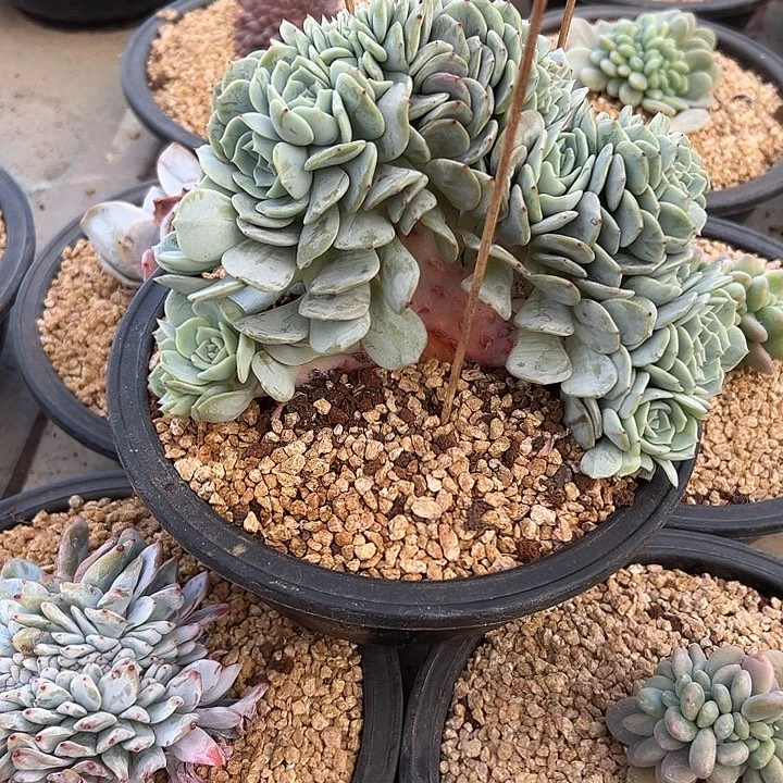 劳林树型缀化多肉