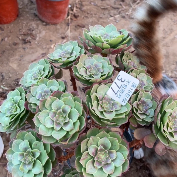 377沙拉碗绣球1号棚