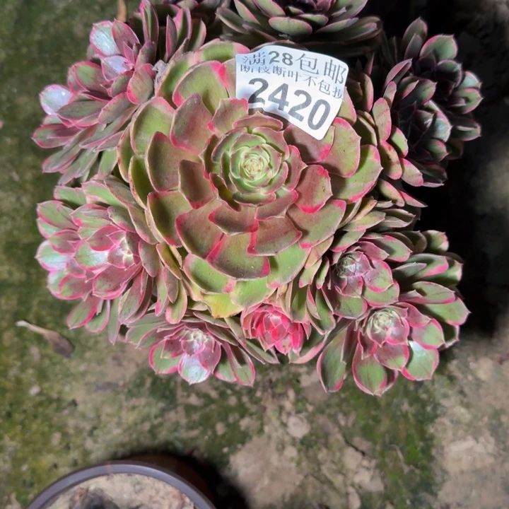 2420南花妖杆歪多肉植物