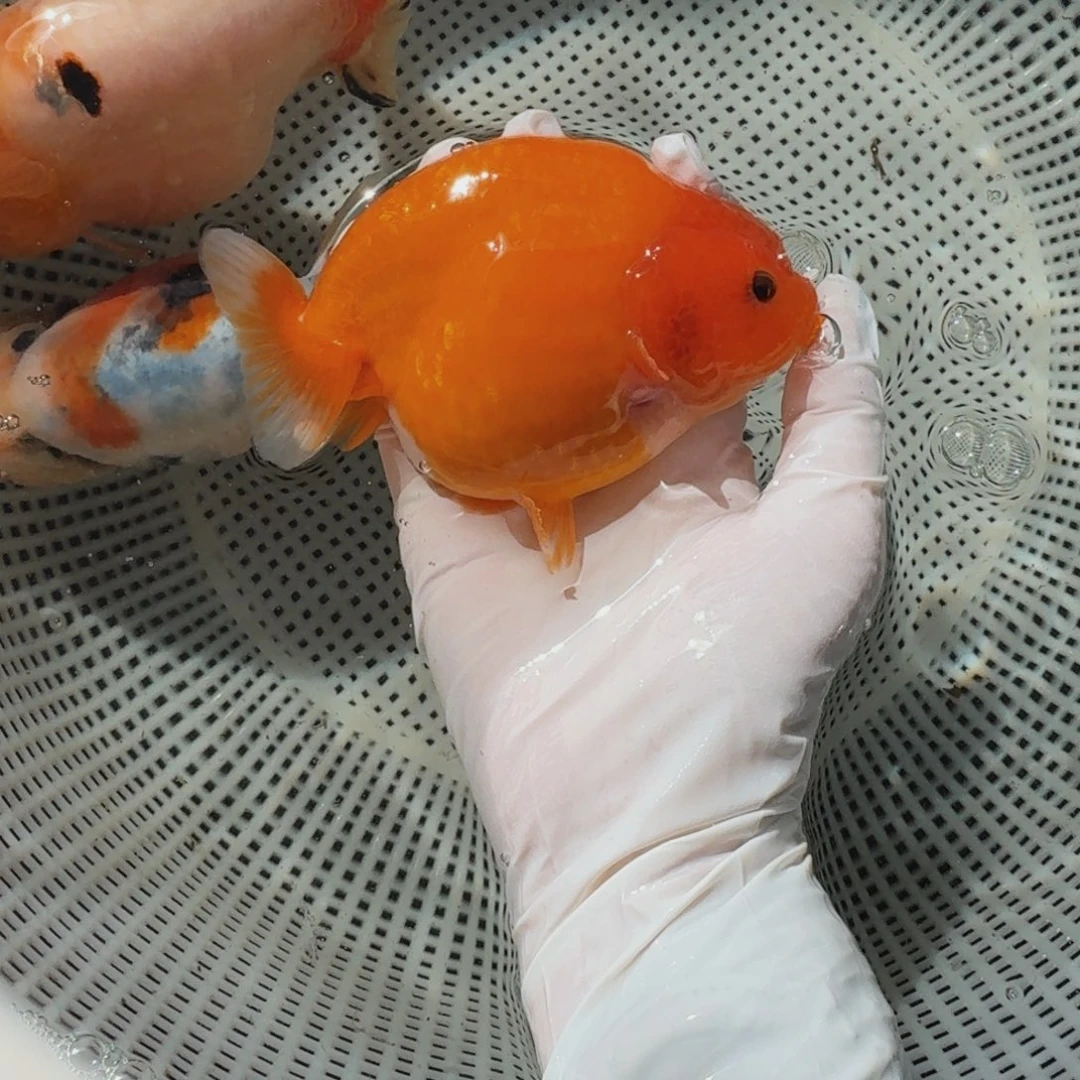 海水鱼压成大体红