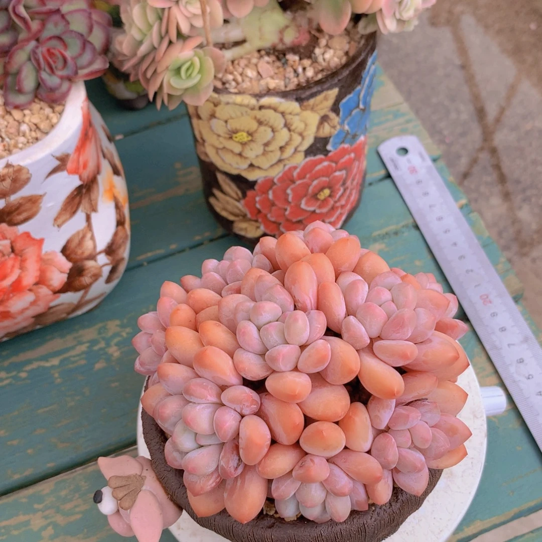 香水无砍自然群老桩
