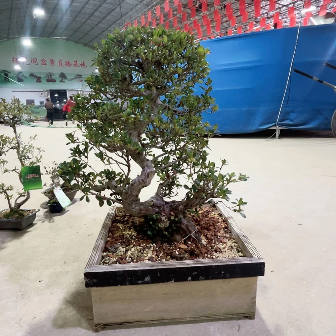 杂木盆景一生之春