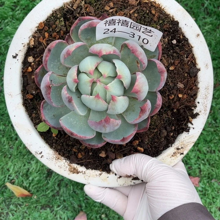 24-310惊鸿仙子多肉植物福利