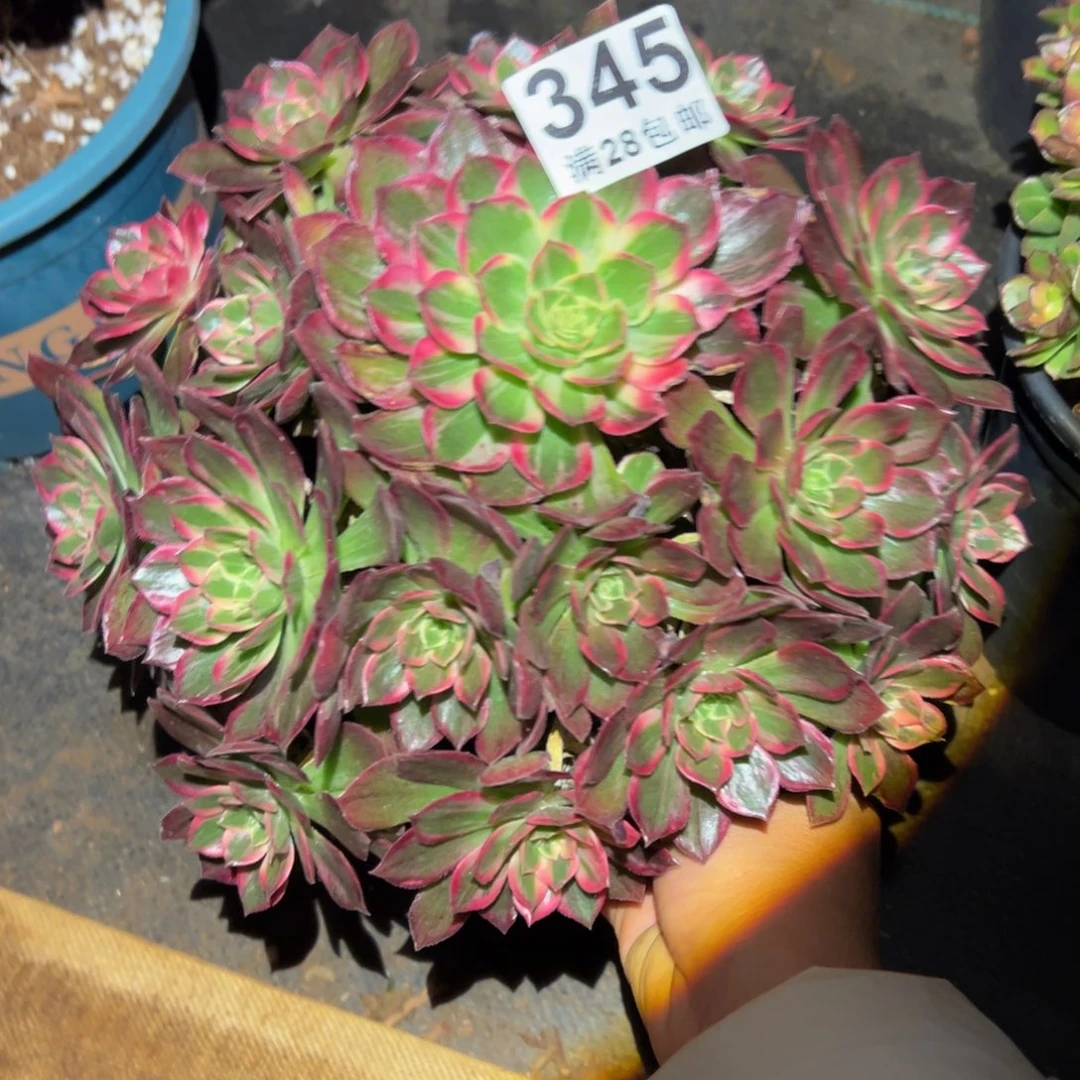 多肉植物345万花筒