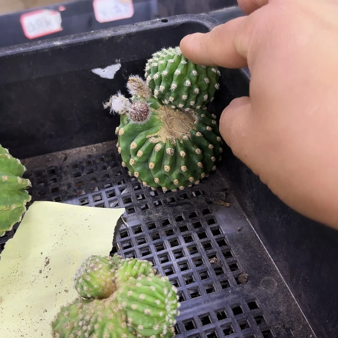 头上头黑美人无根侧牙