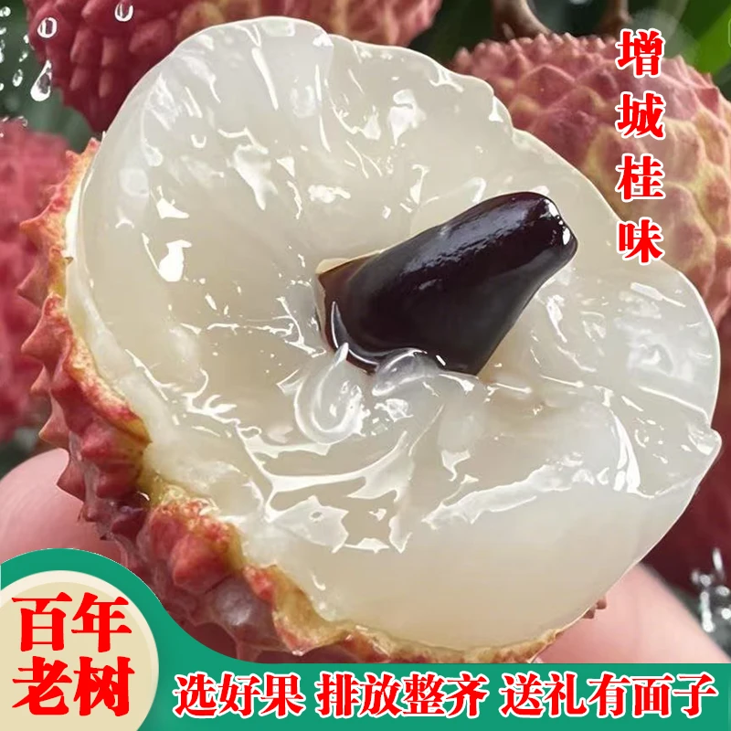 正宗广东增城桂味荔枝糯米糍新鲜水果当季现摘现发农家老树冷链