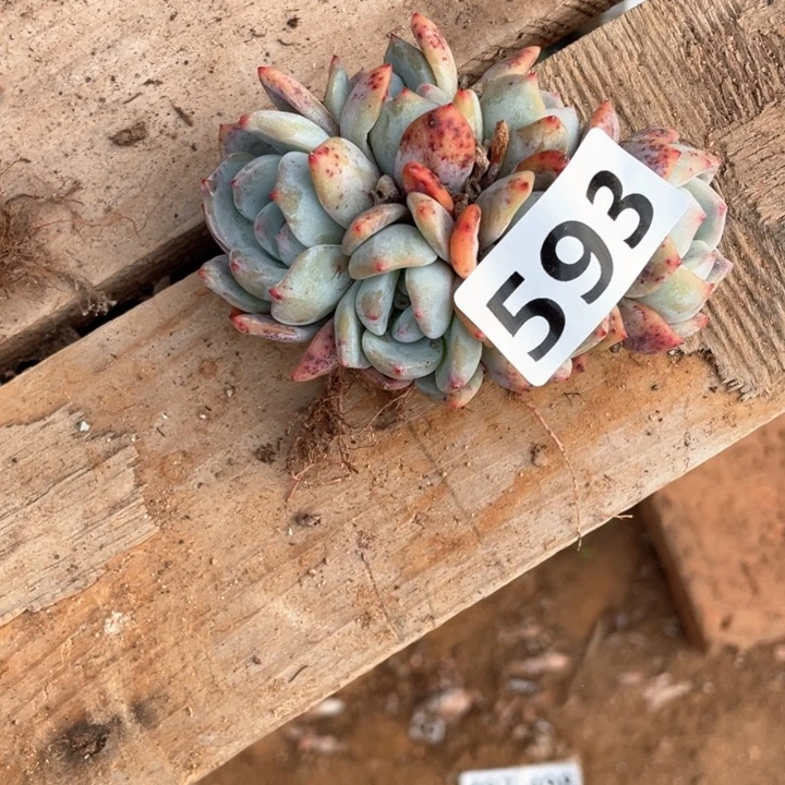 嗯*。多肉植物一物一拍