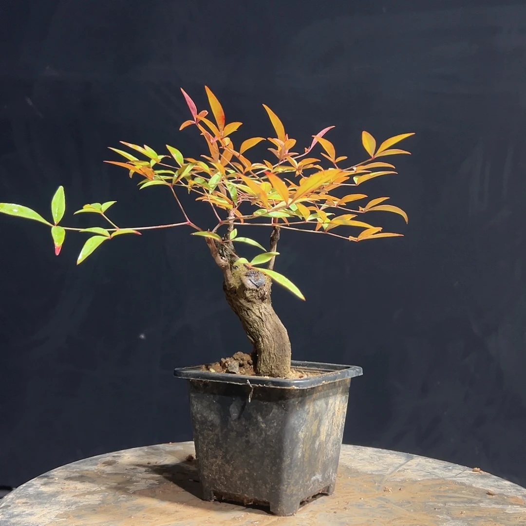 不开花植物8888888