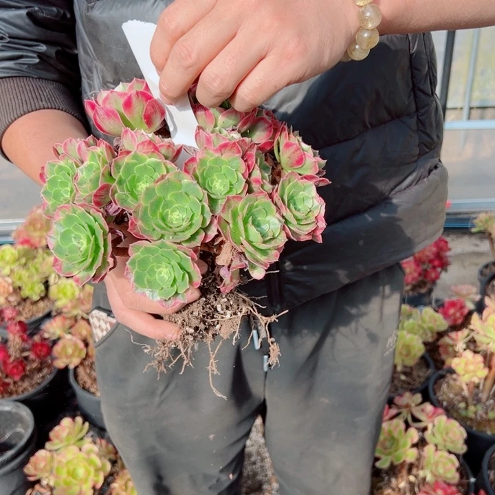 海王44号多肉法师