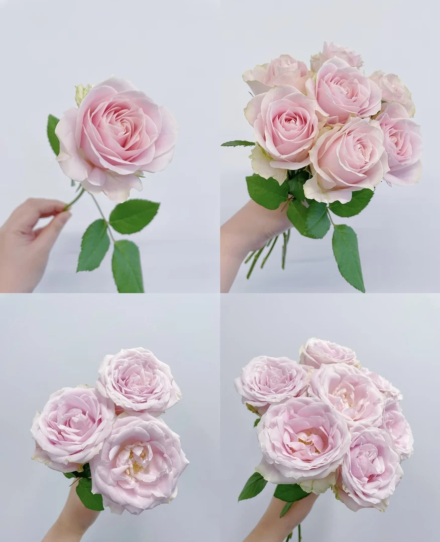 【方德】粉红雪山玫瑰花无土栽培成品玫瑰花花束云南鲜花基地直发