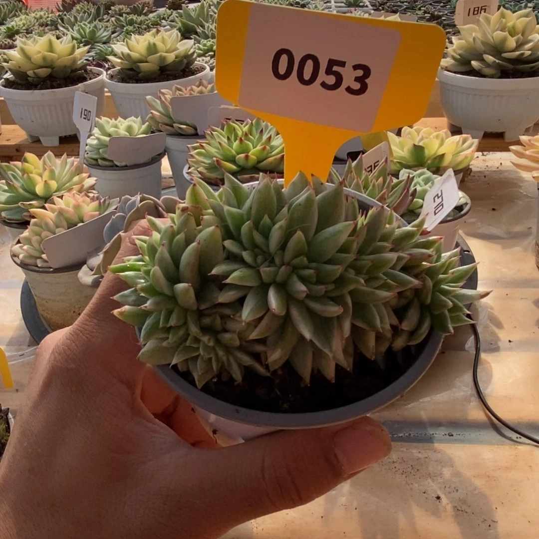 0053东元杂哈哈哈哈