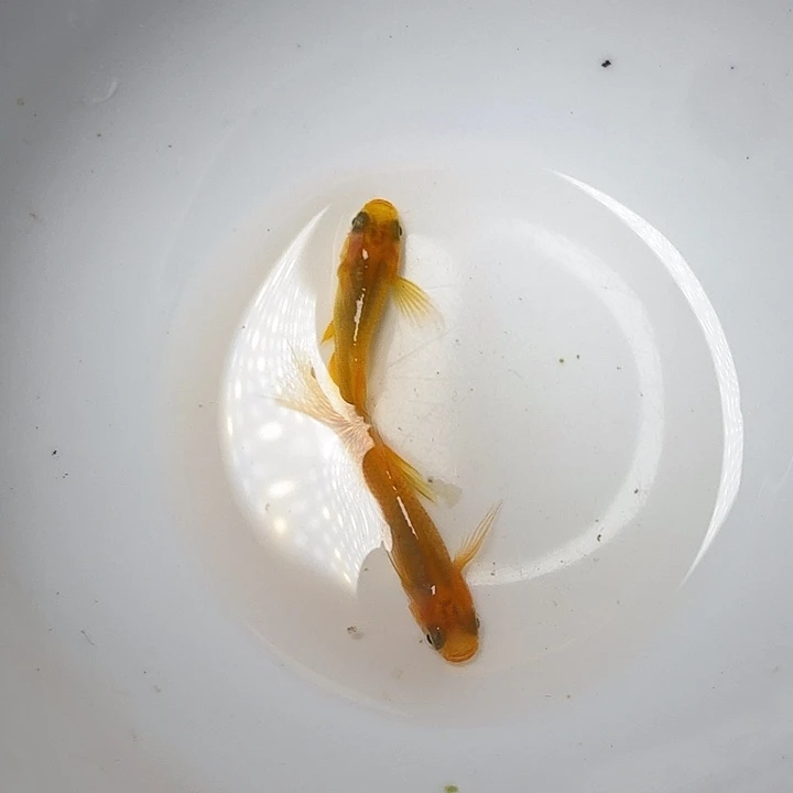 青鳉鱼15号拍品金龙