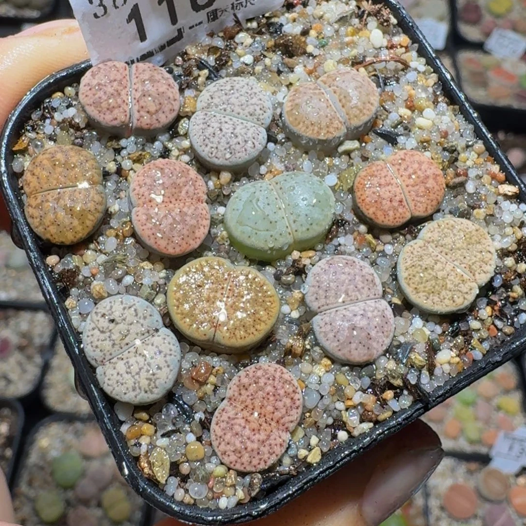 zzzz精品生石花1187