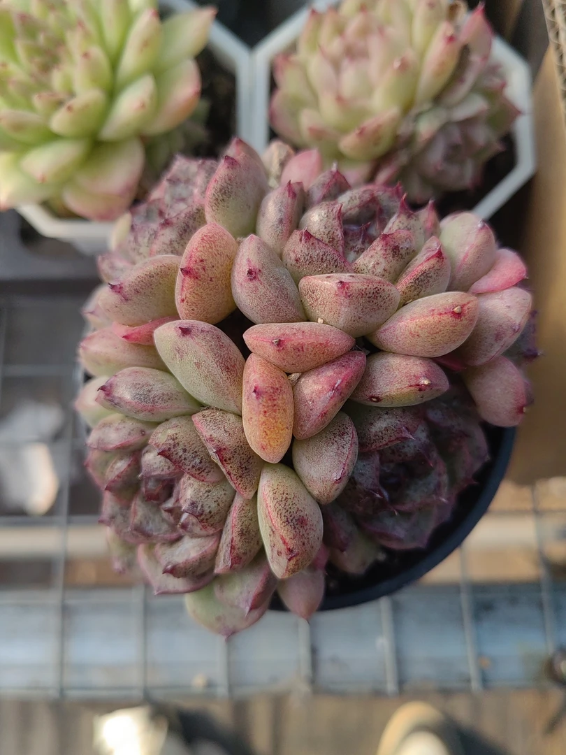 黑沙滩群【满18包邮发货】刘家园艺