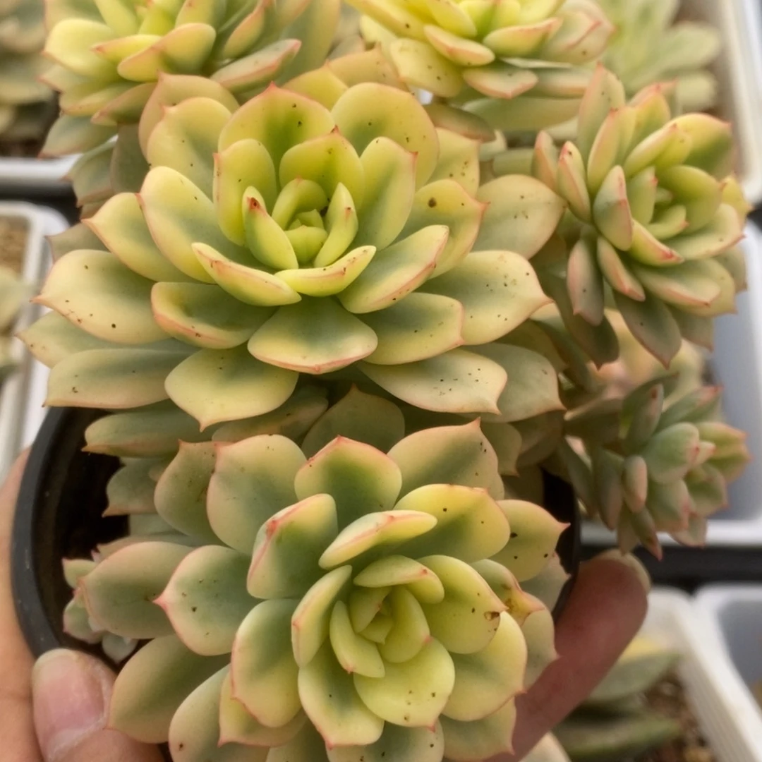 671红化妆锦锦锦锦锦锦
