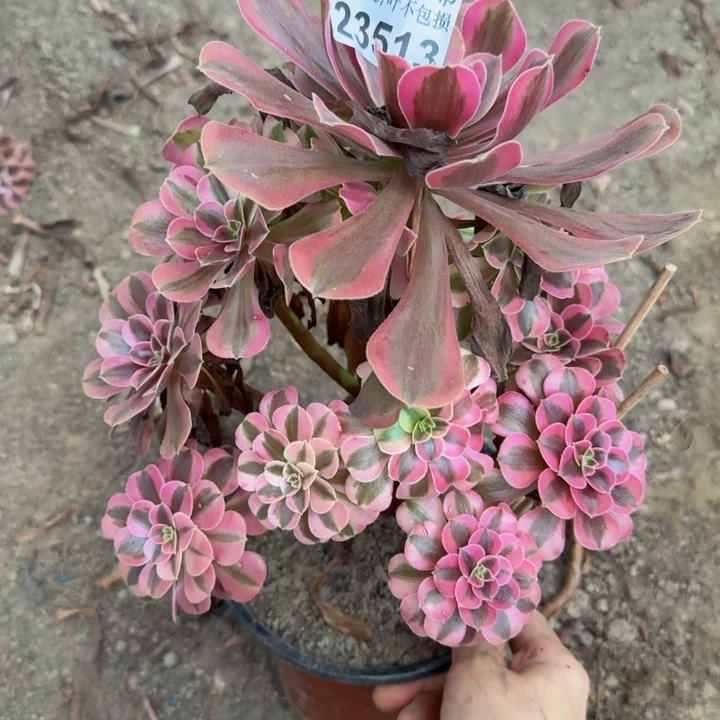 23513南美杜莎杆歪多肉植物
