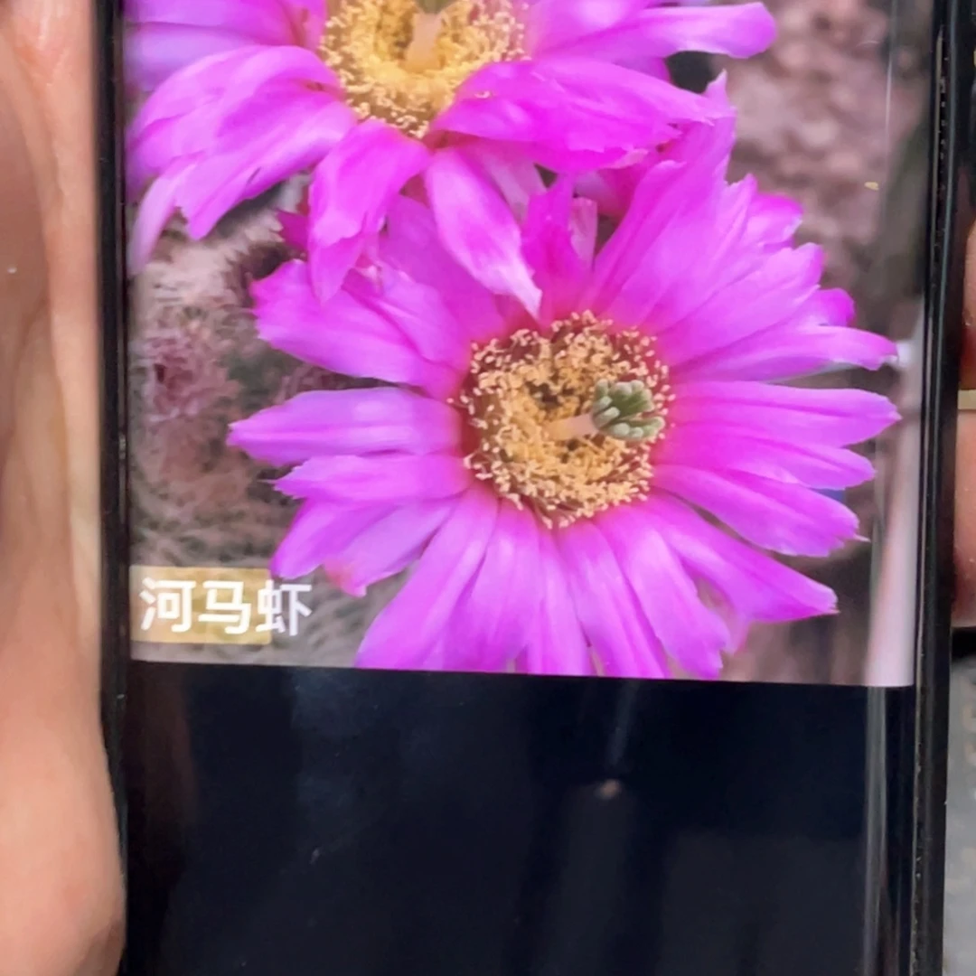 河马虾侧芽 歪 满20包邮高 8公分以上