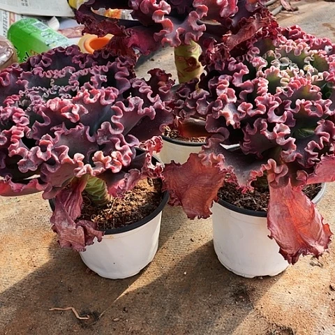 刘*亮多肉植物女王 3棵