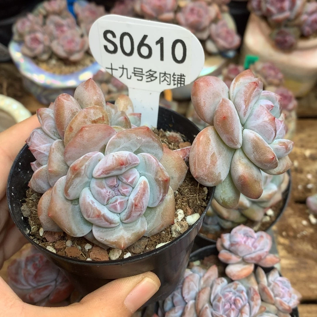 S0610 突尼斯 背景同款飘枝
