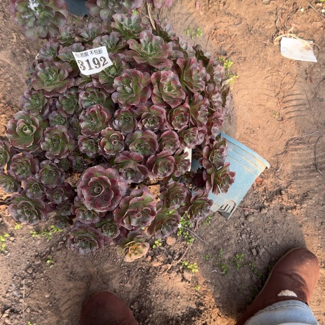 法师法师魅金16-27 3192