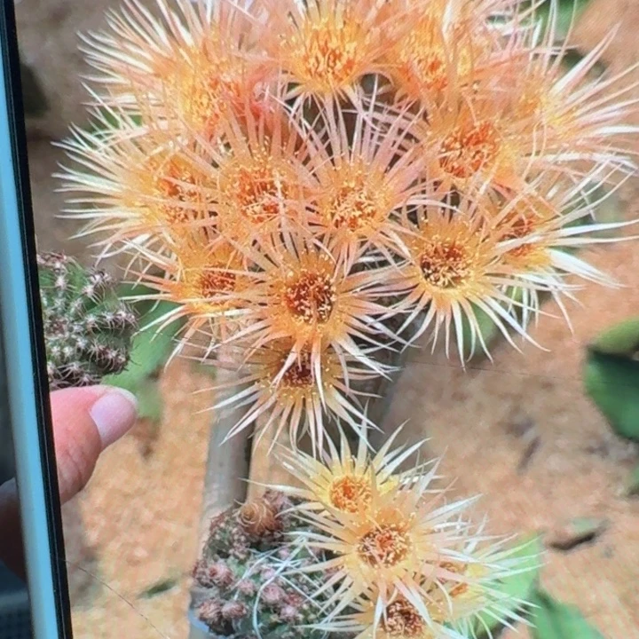 255丽花黄昭和歪3公分左右无根侧牙，20包邮