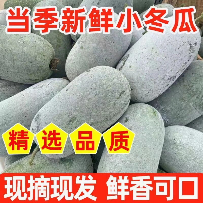 河南现摘新鲜香糯小冬瓜当季时令蔬菜水果冬瓜5/9斤装