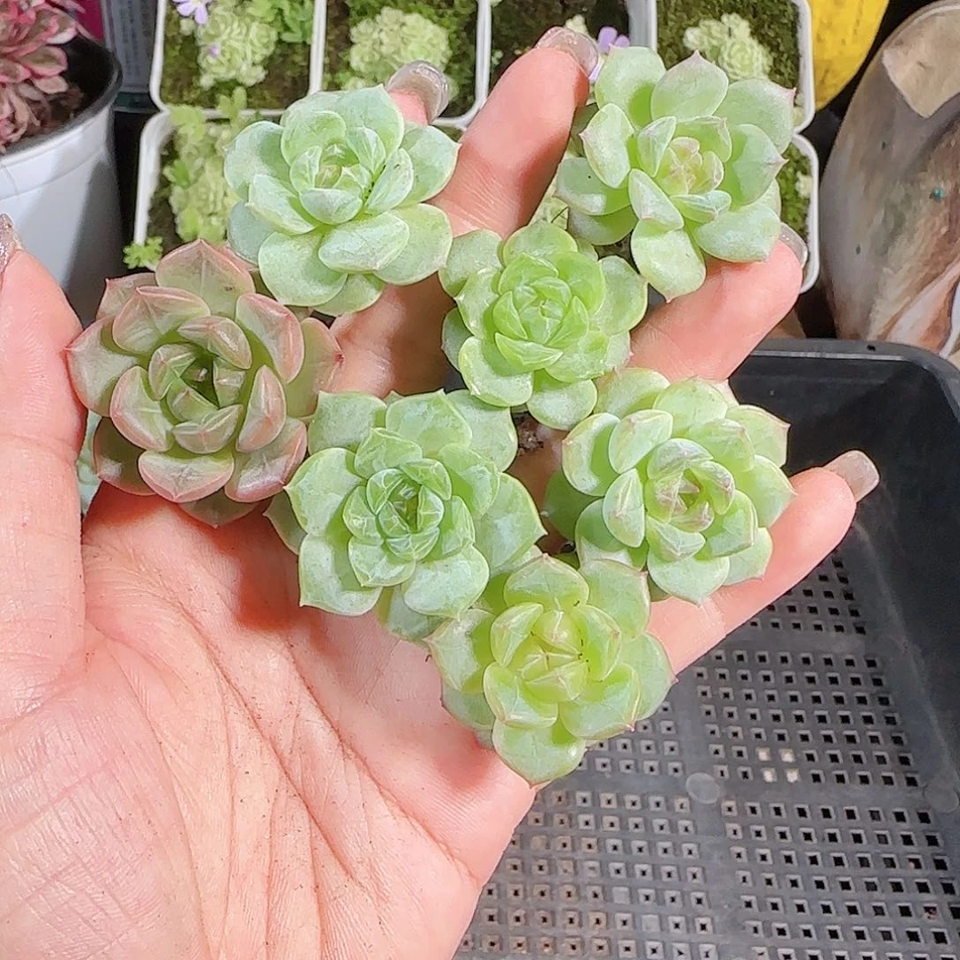 0721-：-59糖心珍妮