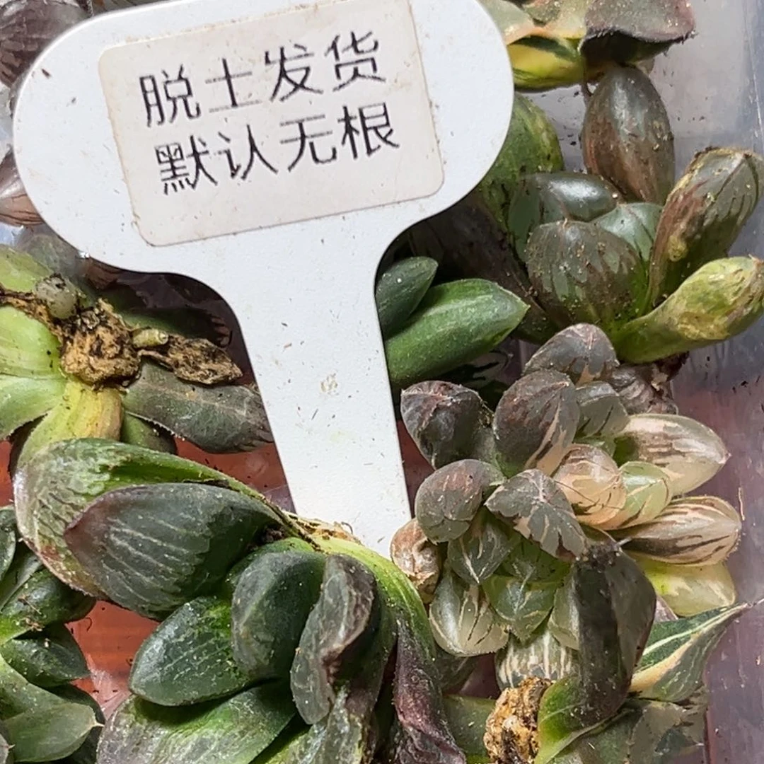 做***笑恭喜发财大吉大利560