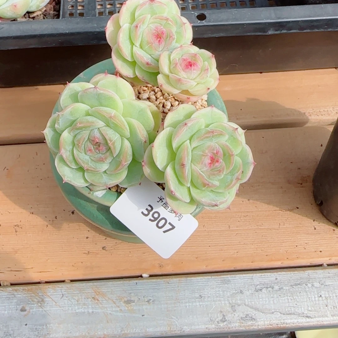 小***怜白芷带盆一起，3907多肉植物