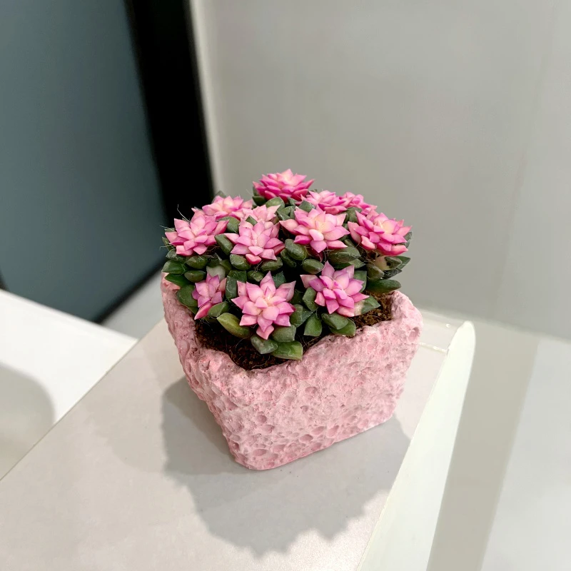 【喜阳】吹雪之松锦多肉植物室内外好养活绿植懒人办公室净化好空气