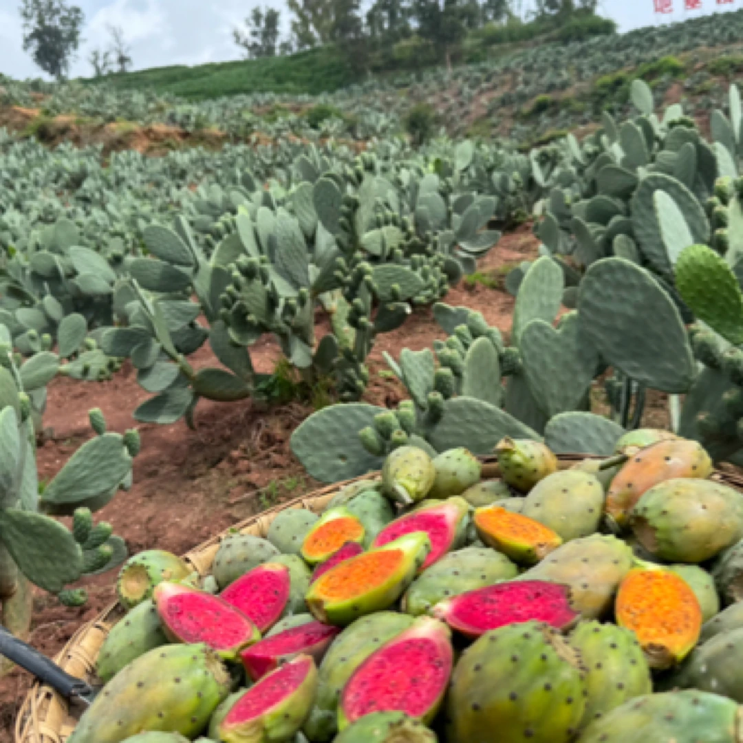 宠粉试吃仙桃可食用仙人掌果现摘红黄混搭去刺发货