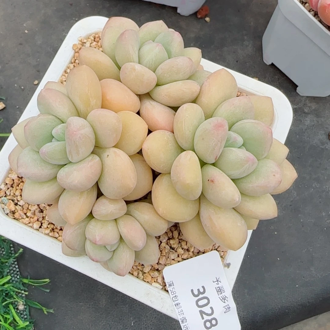 泡泡糖无砍，3028多肉植物