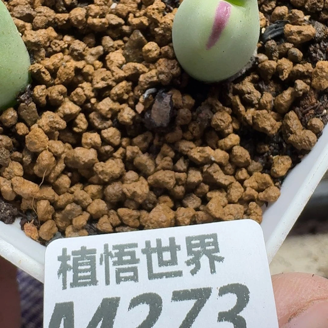 多肉植物的人啊ghn