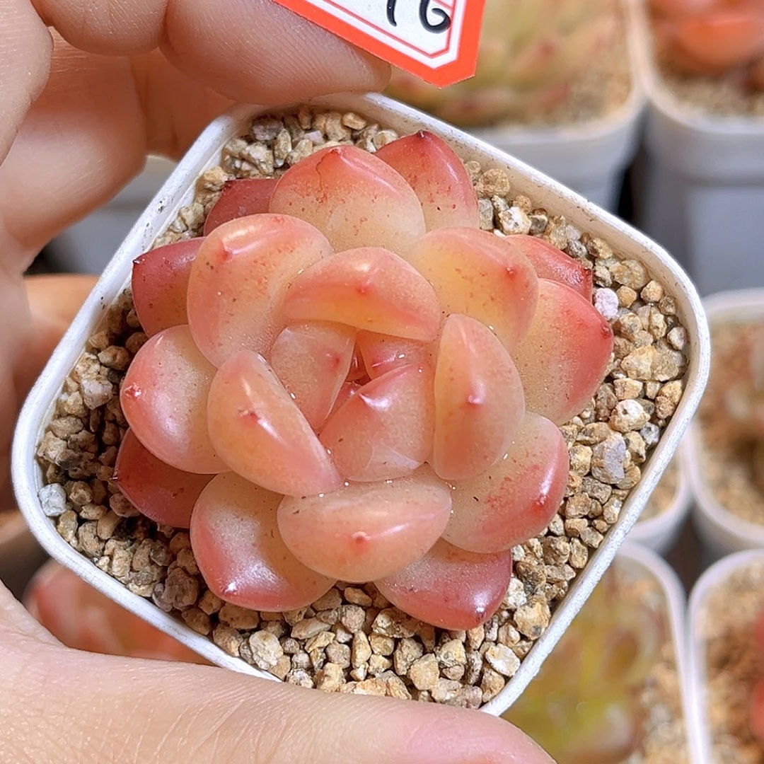 G596  孤品珍妮多肉