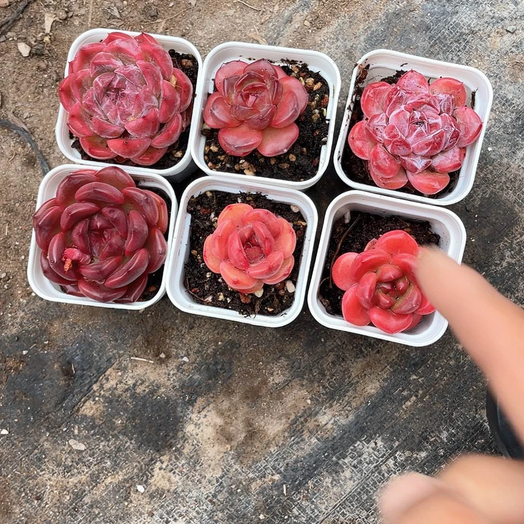 静***静六个精品糖心带盆
