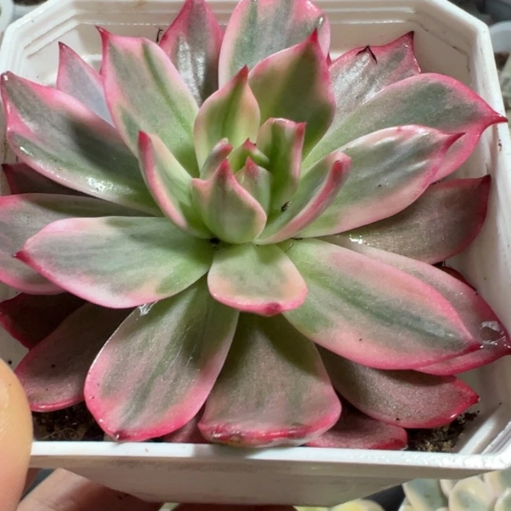 劳伦斯锦多肉植物