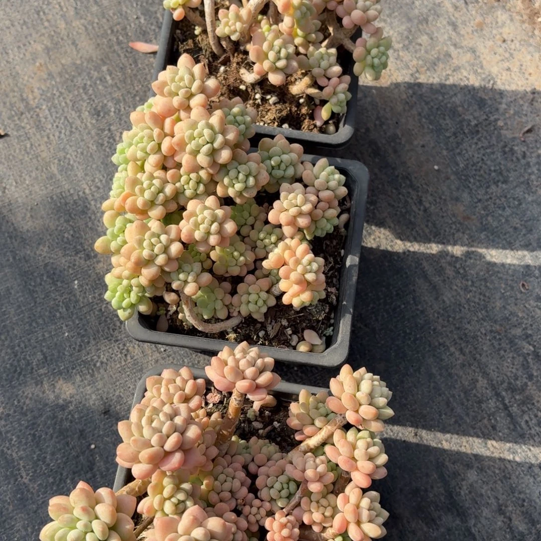 洛可可多肉整群12㎝盆特价