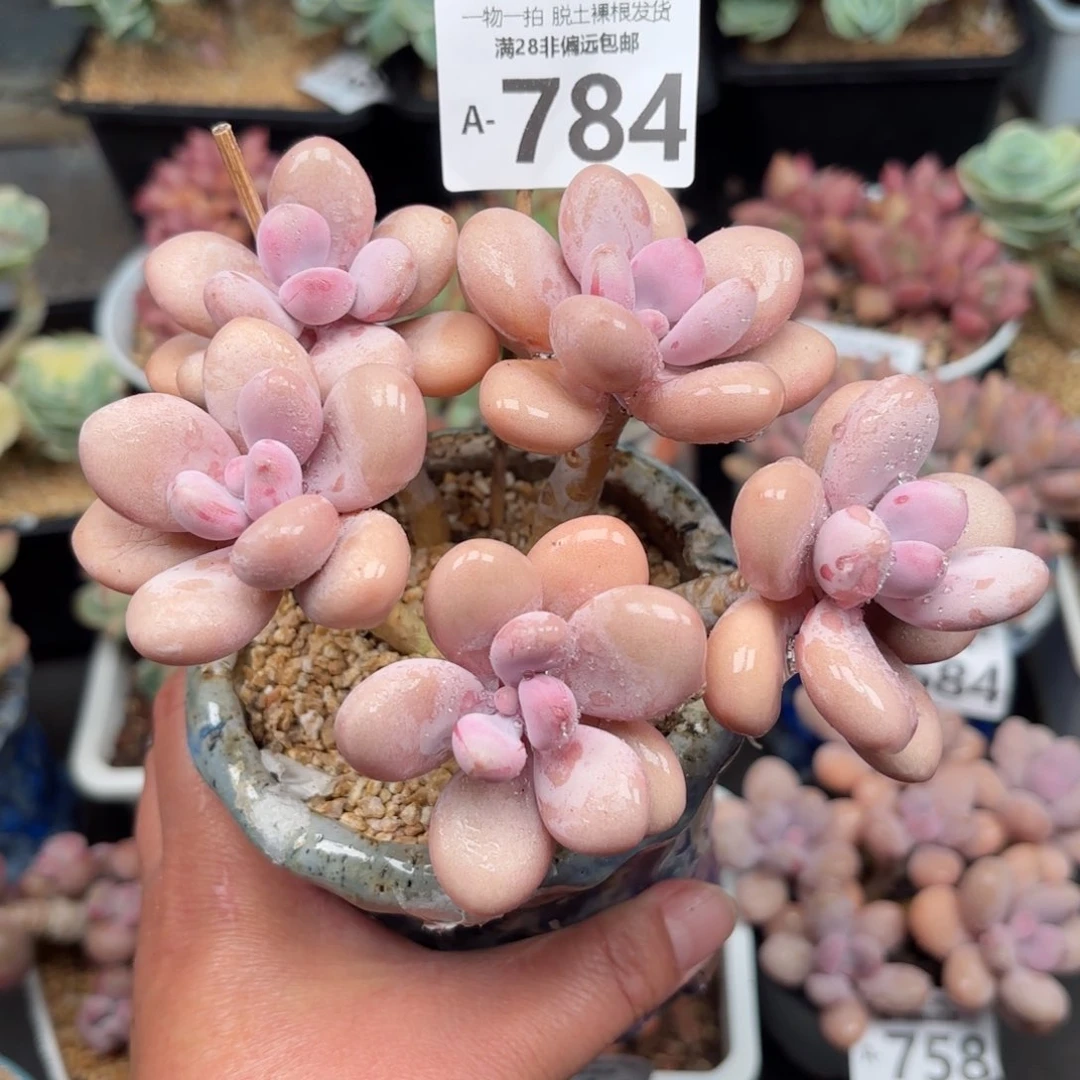 桃蛋5头多肉多肉多肉多肉