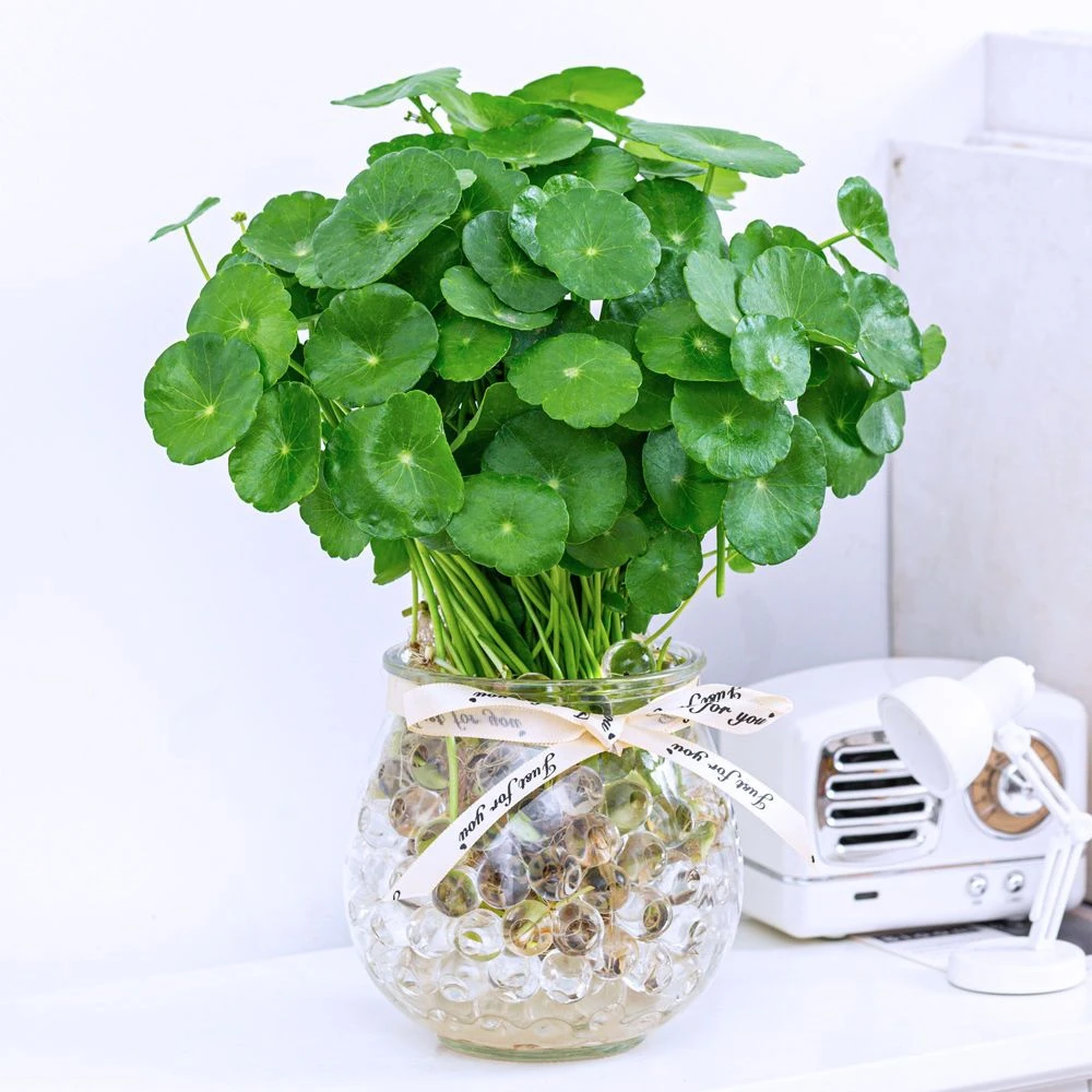 水培铜钱草室内绿植花卉盆栽四季常青懒人好养桌面防辐射水养植物