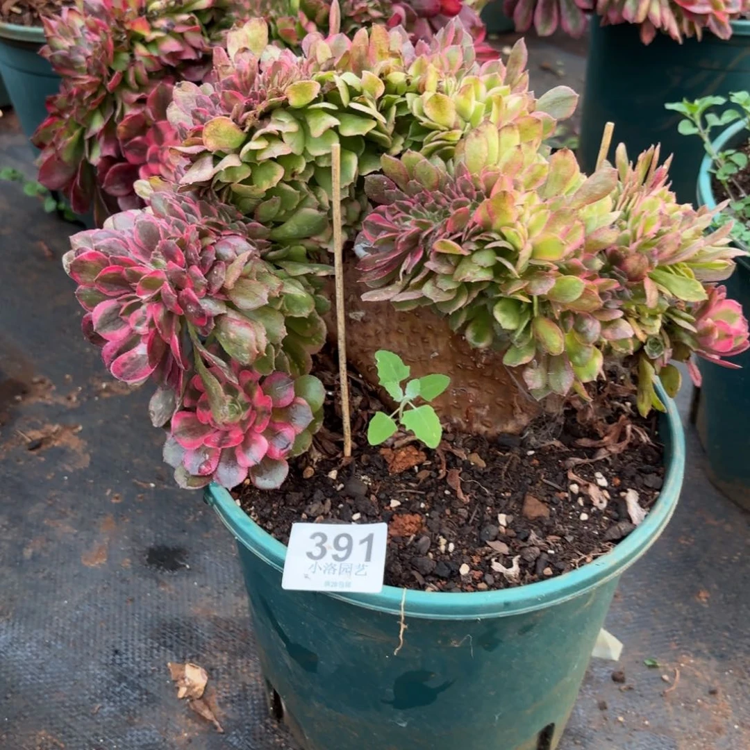 391号瑕疵荔枝缀化多肉植物