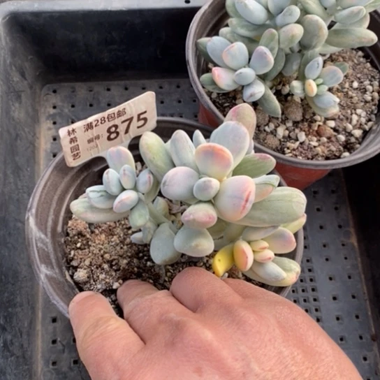 T****ᧁ875一一一一一一一一一