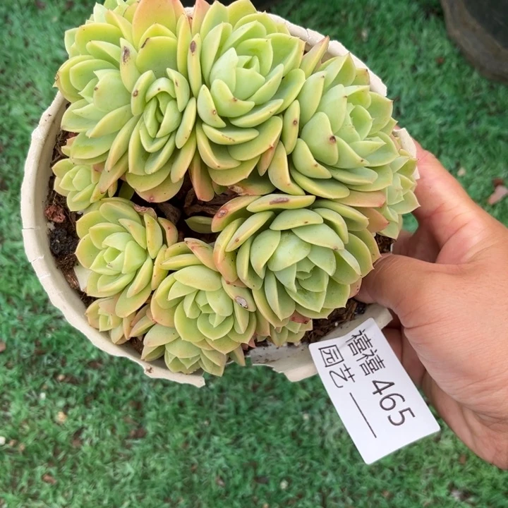465哈密瓜朵朵多肉植物