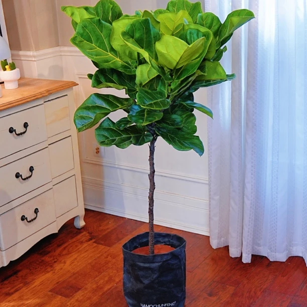 【棒棒糖琴叶榕】1.3-1.4米大型绿植盆栽北欧风室内客厅吸甲醛好养