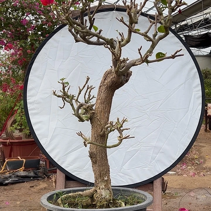 完全开放春*水晶玻璃